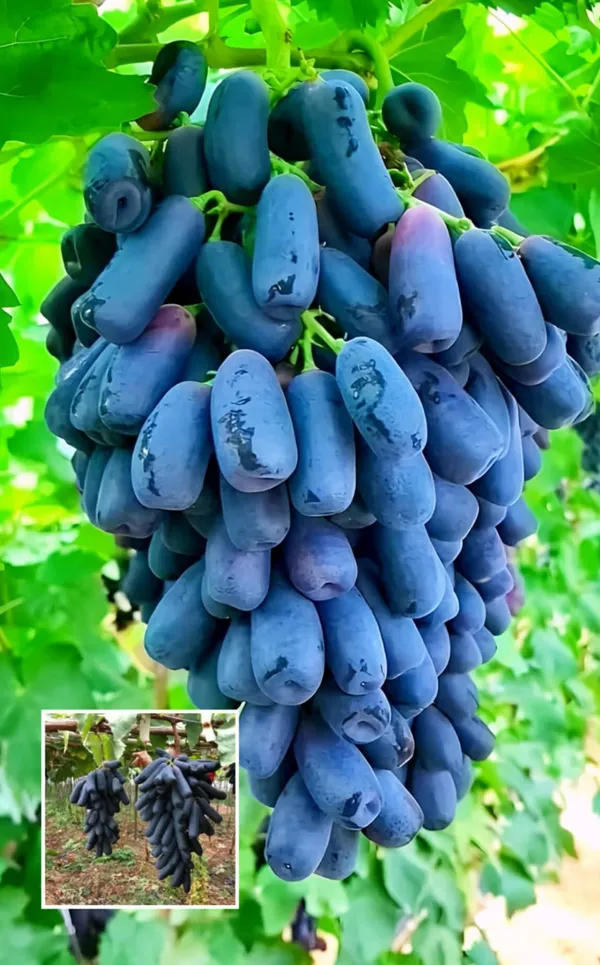 Finger_Grapes_Hybrid_Fruit_Plant_Thailand_Variety