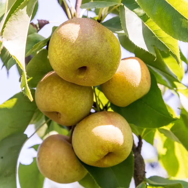Pear,_Naspati_Hybrid_Fruit_Grafted_Plant