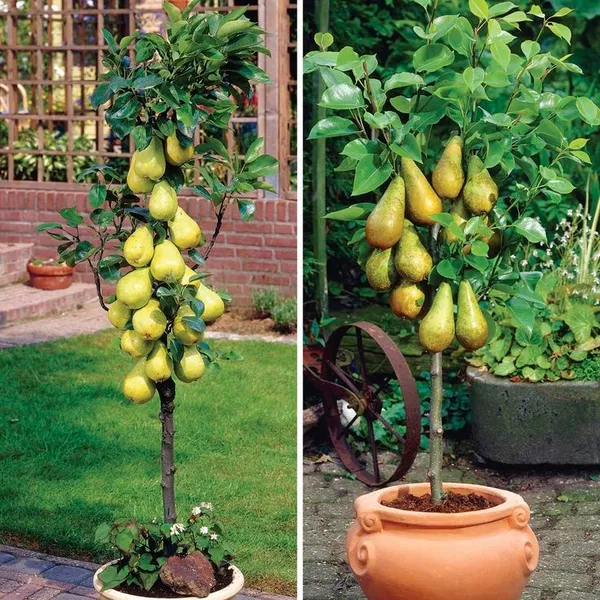 Pear,_Naspati_Hybrid_Fruit_Grafted_Plant