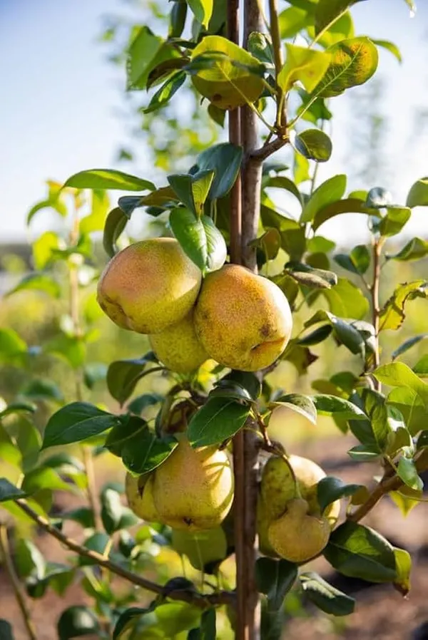 Pear,_Naspati_Hybrid_Fruit_Grafted_Plant