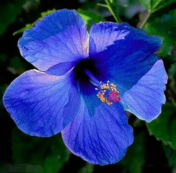 Blue_Hibiscus_Flower_Hybrid_Live_Plant