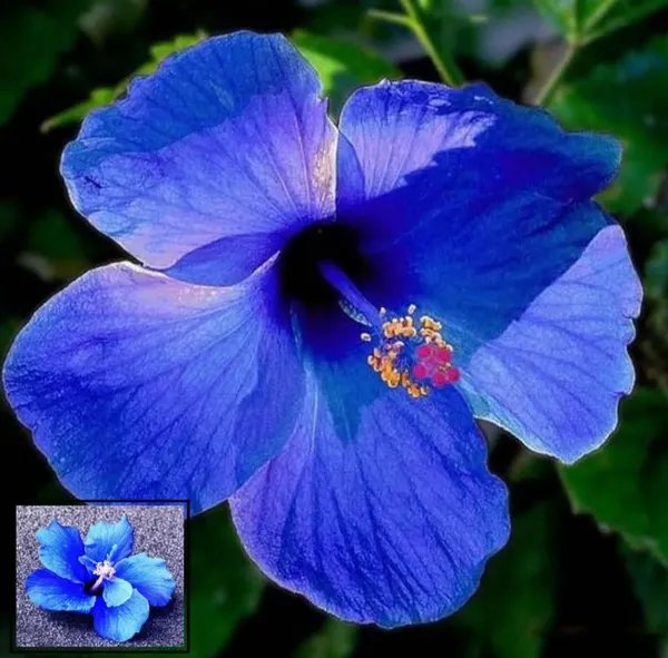 Blue_Hibiscus_Flower_Hybrid_Live_Plant
