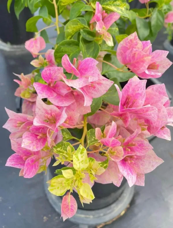 Lady_Bird_Marbel_Bougainvillea_Flower_Live_Plant