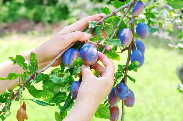 Japanese_Purple_Plum_Hybrid_Fruit_Plant