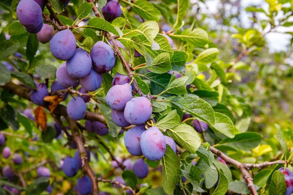 Japanese_Purple_Plum_Hybrid_Fruit_Plant