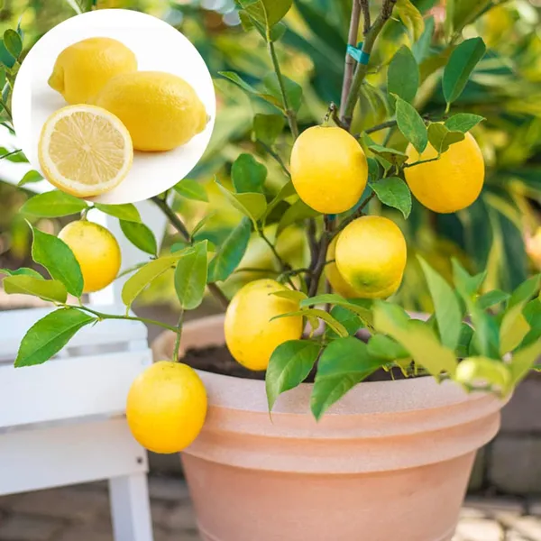 Thai_All_Time_Seedless_Lemon_Hybrid_Plant
