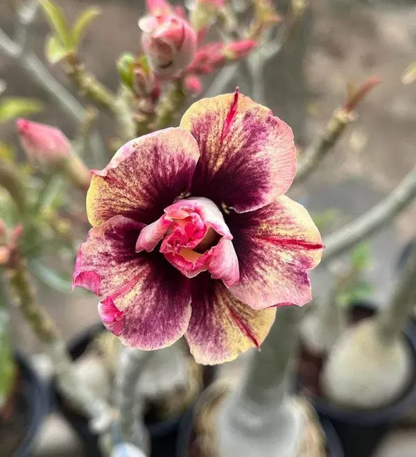 Adenium_Rose_Variety_Flower_Live_Plant