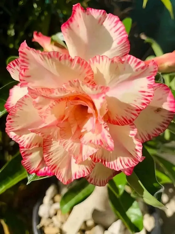 Adenium_Rose_Variety_Flower_Live_Plant