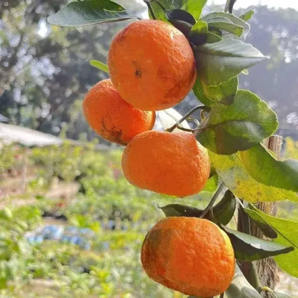 Sylhet_Orange_Santra_Grafted_Fruit_Plant