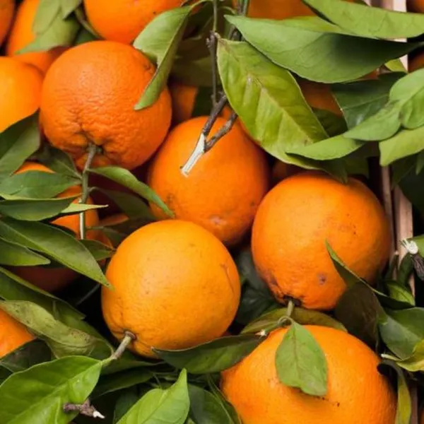 Sylhet_Orange_Santra_Grafted_Fruit_Plant