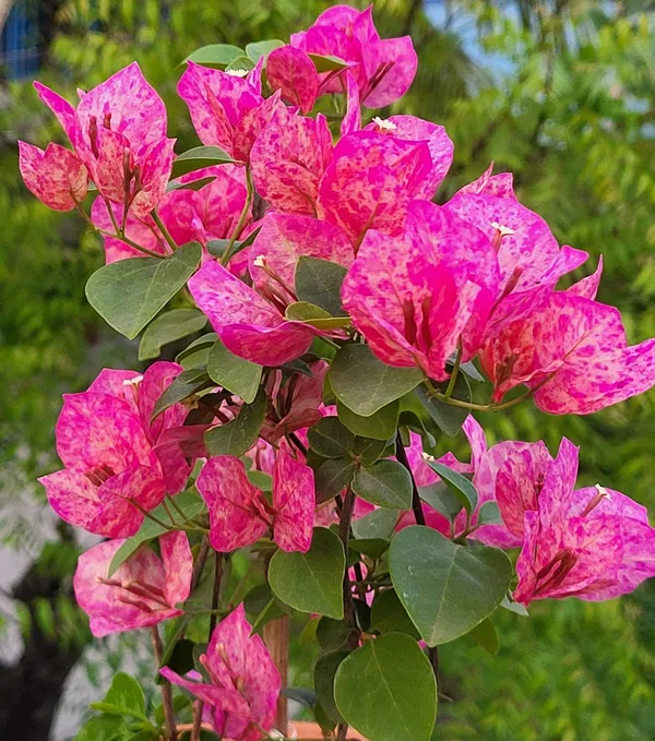 Kristina_Bougainvillea_Flower_Live_Plant
