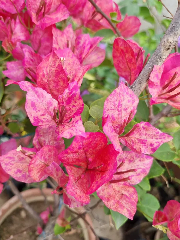 Kristina_Bougainvillea_Flower_Live_Plant