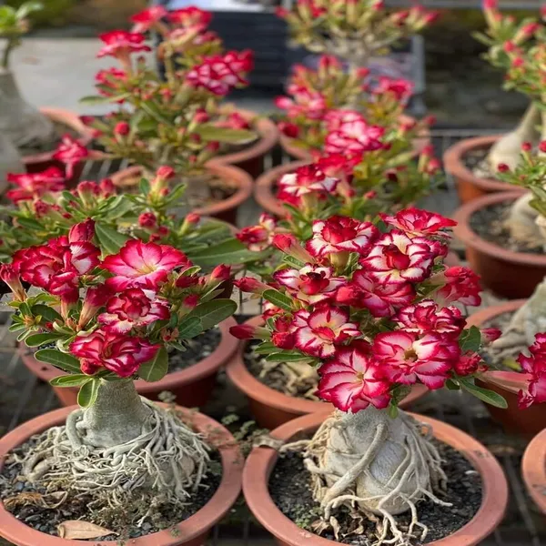 Rose_Variety_Adenium_Flower_Hybrid_Plant