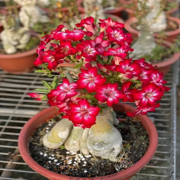 Rose_Variety_Adenium_Flower_Hybrid_Plant