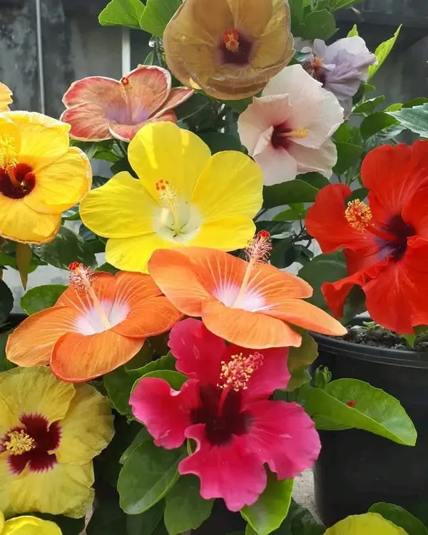 Rare_Variety_Hibiscus_Gudhal_Flowers_Healthy_Plant