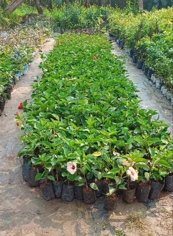 Rare_Variety_Hibiscus_Gudhal_Flowers_Healthy_Plant
