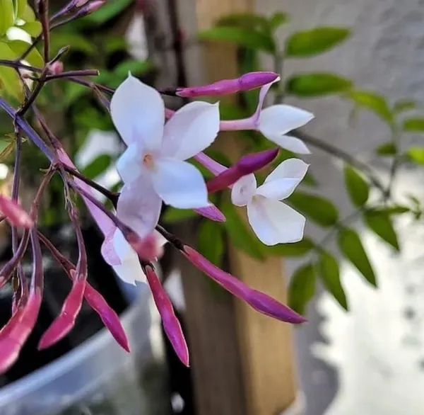 Star_Jasmine_Kunda_Flowering_Plant