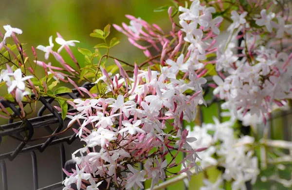 Star_Jasmine_Kunda_Flowering_Plant