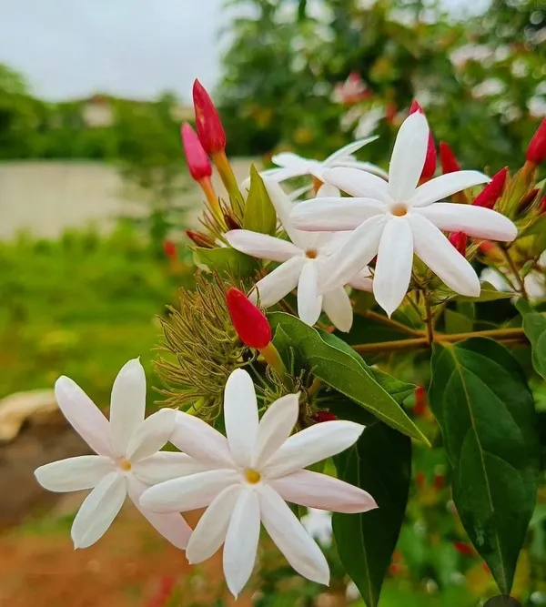 Star_Jasmine_Kunda_Flowering_Plant