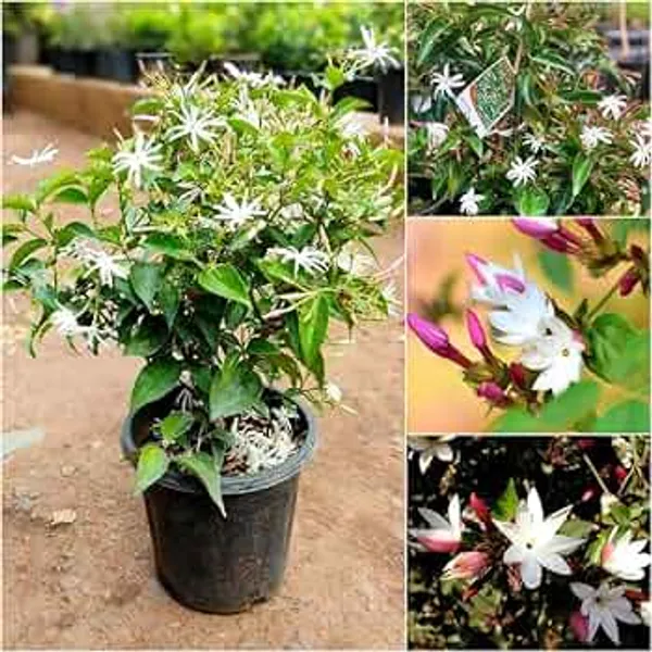 Star_Jasmine_Kunda_Flowering_Plant