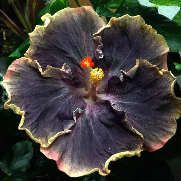 Australian_Variety_Hibiscus_Flower_Live_Plant