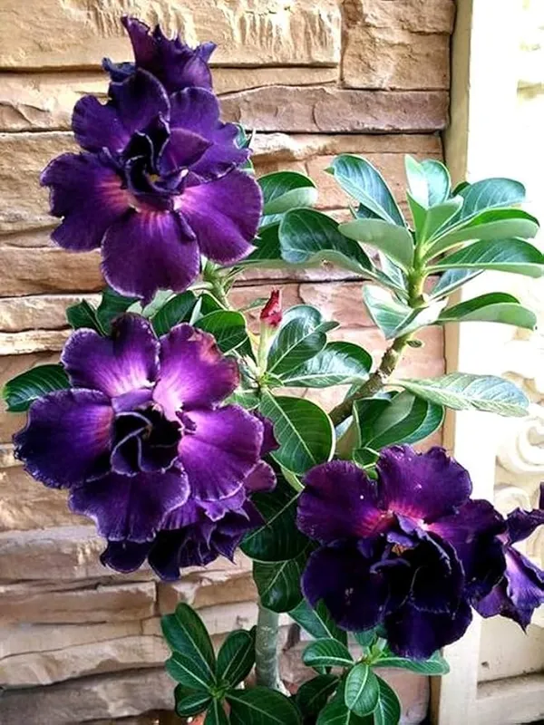 Adenium_Rose_Varieties_Hybrid_Flower_Live_Plant