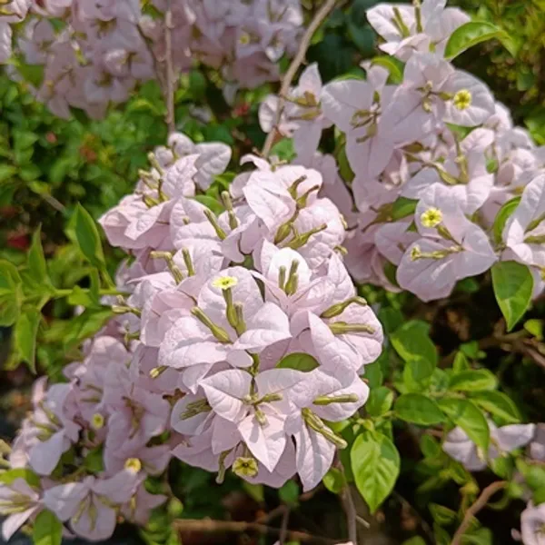 Lilac_Bougainvillea_Flower_Live_Plant