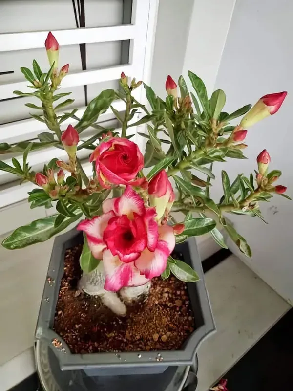 Adenium_Rose_Varieties_Flower_Live_Plant
