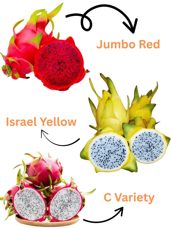 Thai_Dragon_Hybrid_Fruit_Plant