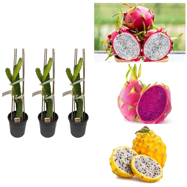 Thai_Dragon_Hybrid_Fruit_Plant