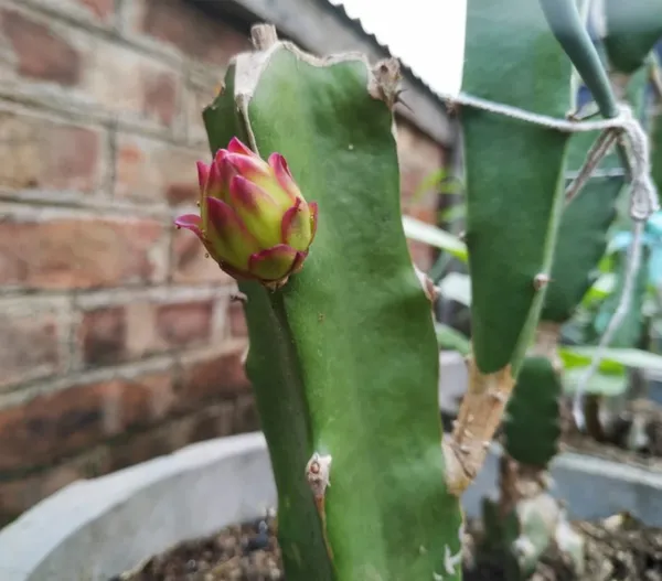 Thai_Dragon_Hybrid_Fruit_Plant