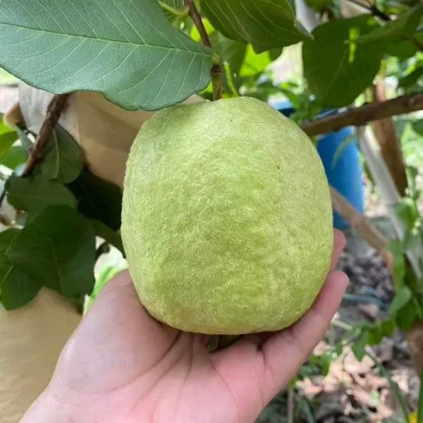 White_Diamond_Seedless_Guava_Hybrid_Fruit_Plant