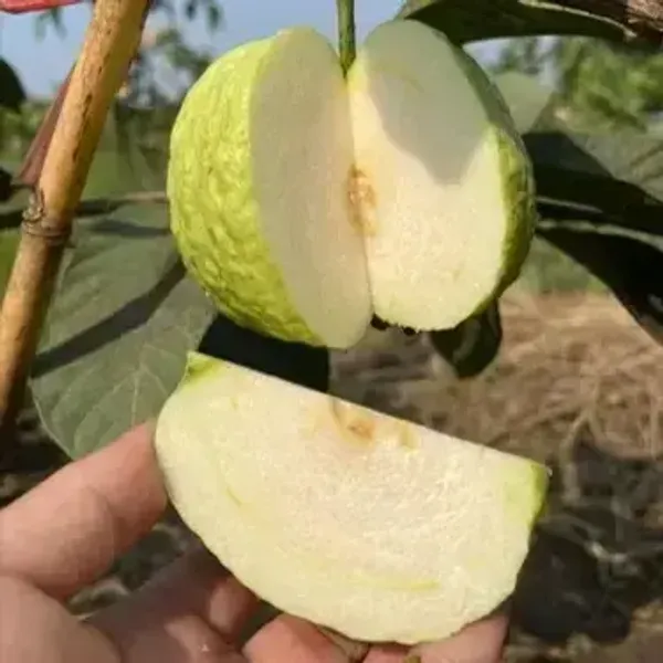 White_Diamond_Seedless_Guava_Hybrid_Fruit_Plant