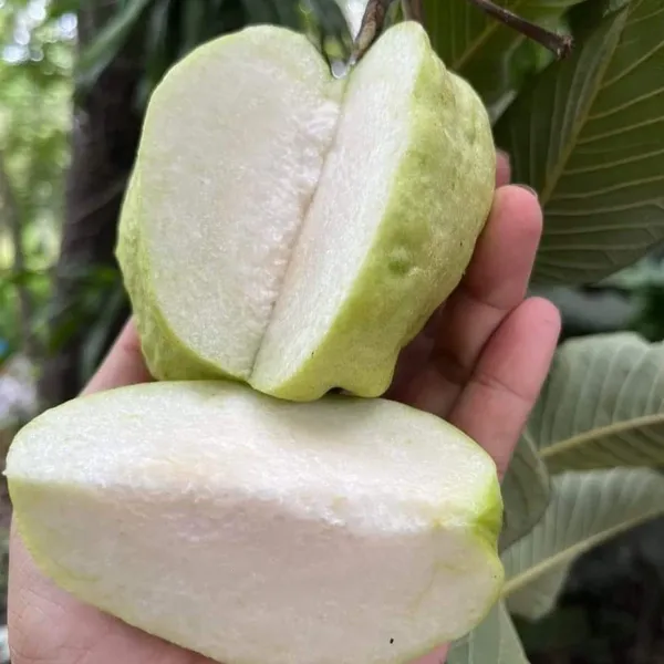 White_Diamond_Seedless_Guava_Hybrid_Fruit_Plant