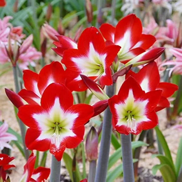 Amaryllis_Lily_Flower_Live_Plant_Bulb_Bulbs