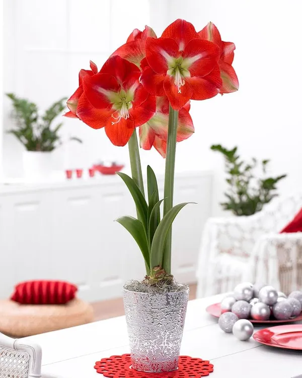 Amaryllis_Lily_Flower_Live_Plant_Bulb_Bulbs