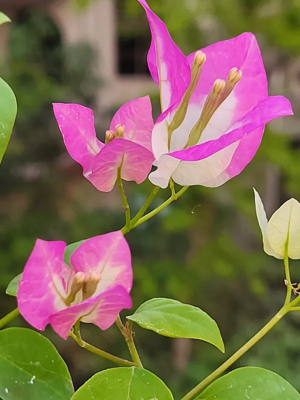 Lipstick_Bougainvillea_Flower_Live_Plant
