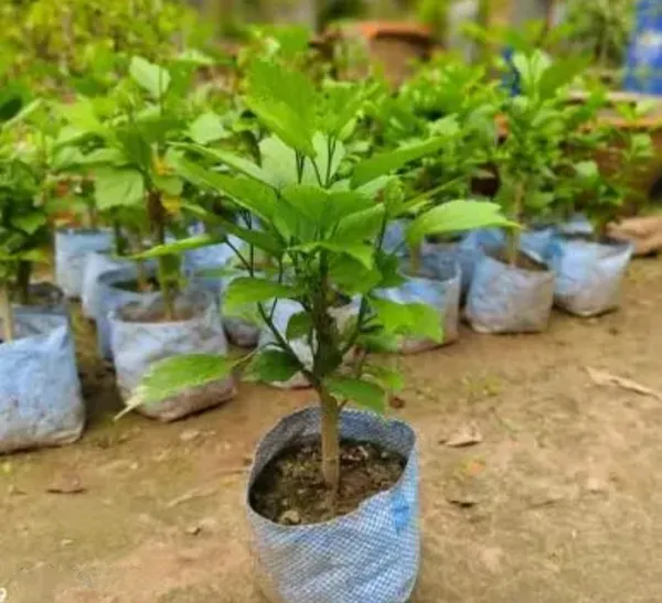 Rare_Variety_Hibiscus_Gudhal_Flowers_Hybrid_Live_Plant