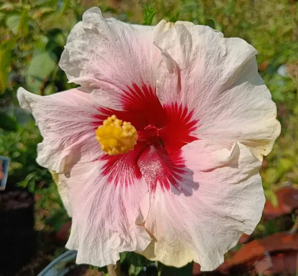 Multi_Colour_Hibiscus_Gudhal_Flowers_Live_Plant_Perfect_For_Your_Balcony_And_Home_Garden_Healthy_Live_Plant