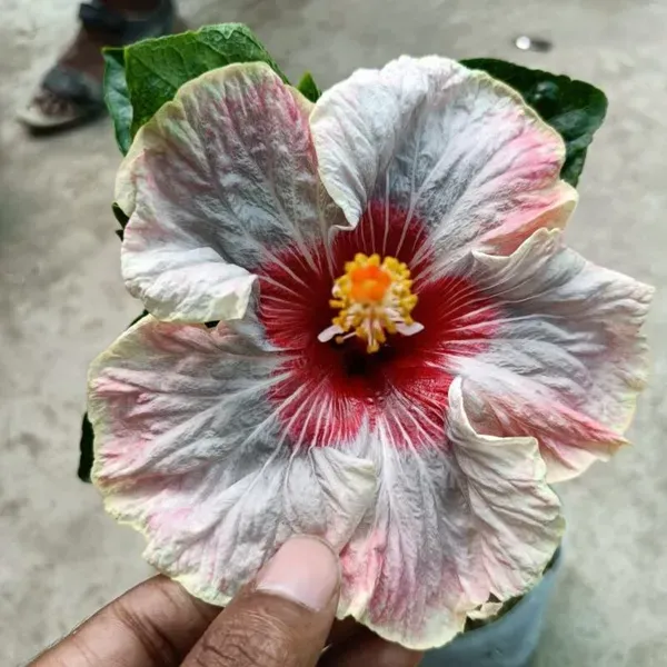 Multi_Colour_Hibiscus_Gudhal_Flowers_Live_Plant_Perfect_For_Your_Balcony_And_Home_Garden_Healthy_Live_Plant