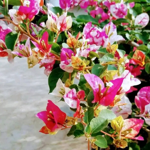 Chitra_Golden_Rao_Bougainvillea_Flower_Live_Plant