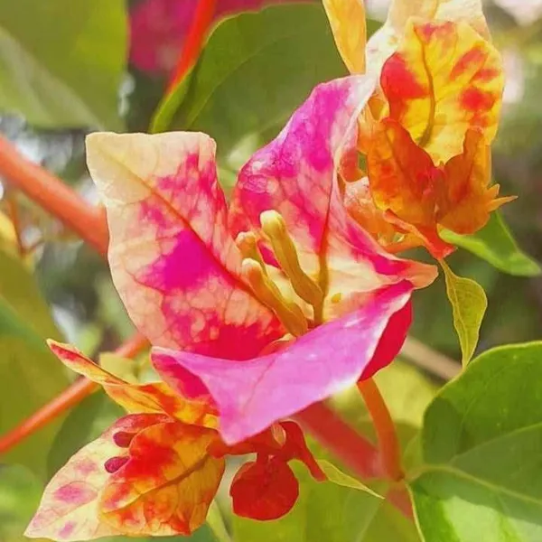 Chitra_Golden_Rao_Bougainvillea_Flower_Live_Plant