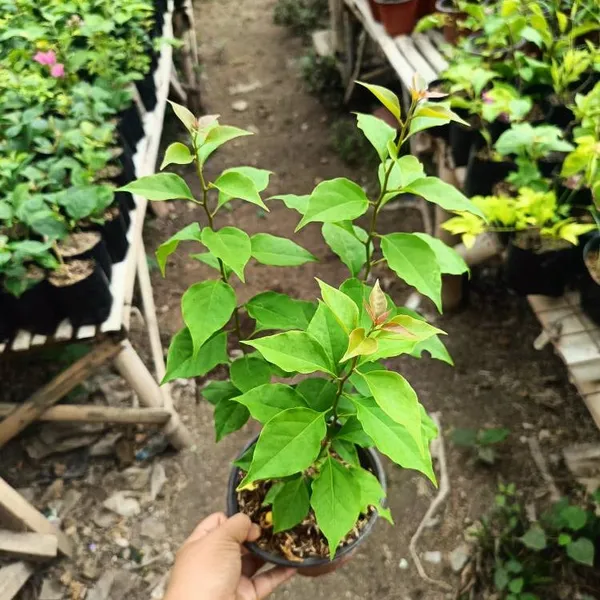 Chitra_Golden_Rao_Bougainvillea_Flower_Live_Plant