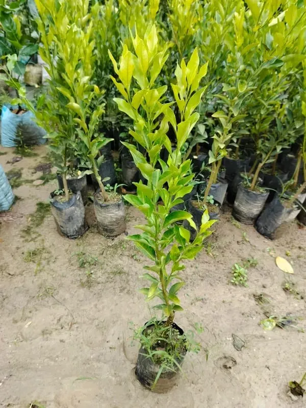 Nagpuri_Sweet_Orange_Santra_Grafted_Fruit_Plant