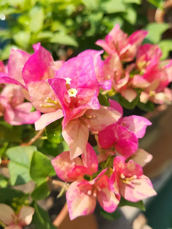 Red_September_Bougainvillea_Flower_Live_Plant