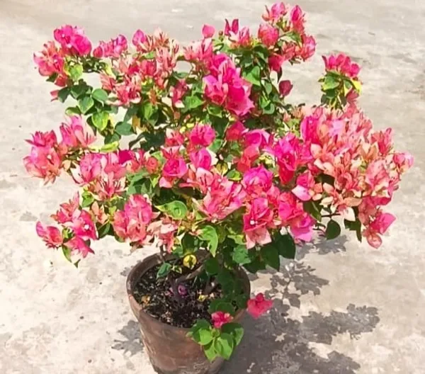 Red_September_Bougainvillea_Flower_Live_Plant