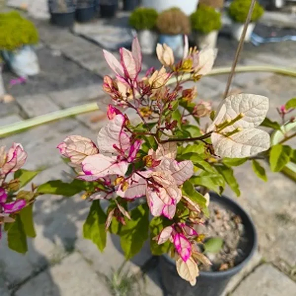 Bidadari_Bougainvillea_Flower_Live_Plant