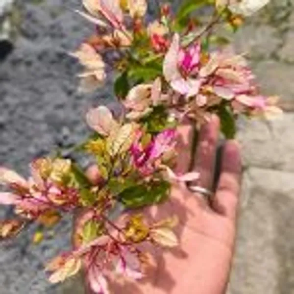 Bidadari_Bougainvillea_Flower_Live_Plant