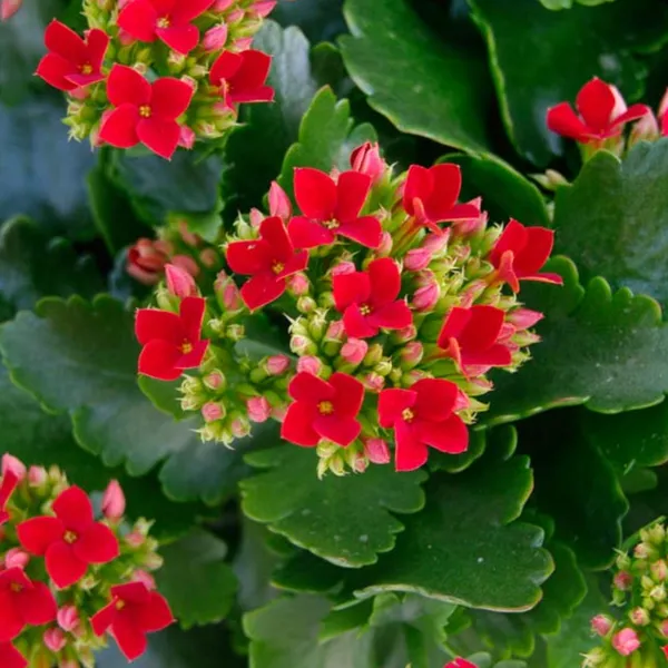 Kalanchoe_Flower_Dwarf_Variety_Live_Plant