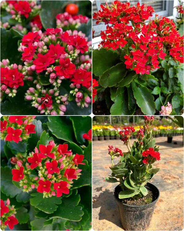 Kalanchoe_Flower_Dwarf_Variety_Live_Plant